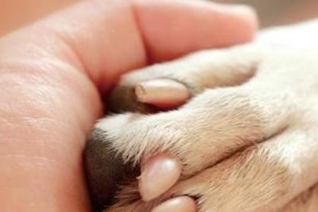 为什么幼犬一直扑我脚上