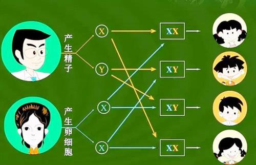 XX与XY的区别