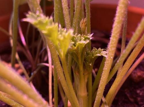 收到带花苞的菊花消苞怎么办