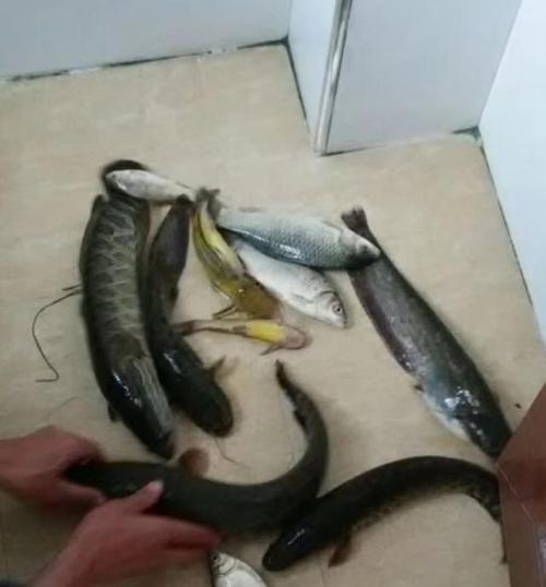 洞庭湖最大的鱼