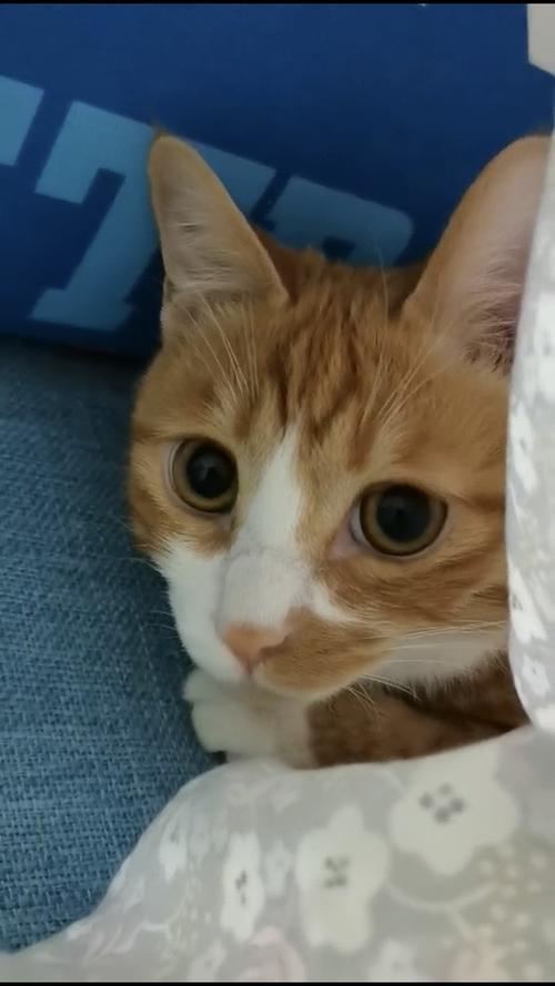 猫咪头上为什么有三条竖线