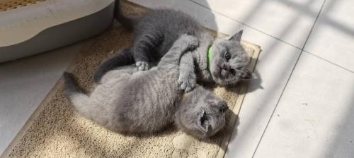 大蓝猫有多少朋友