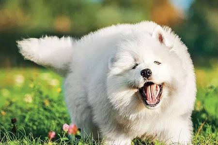 萨摩耶长毛需要多久