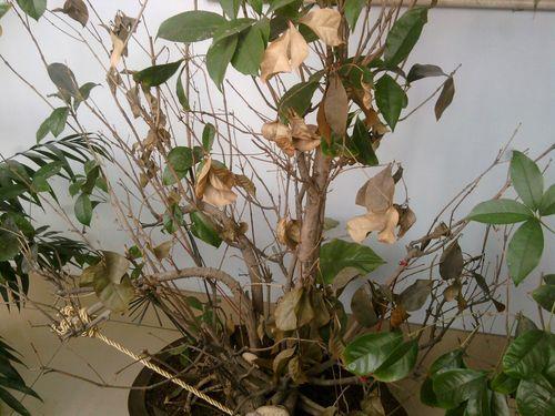 桂花叶子枯死剪秃能活吗