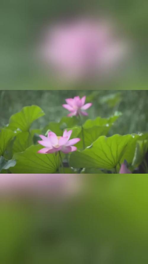 唐小雪跟章明辉交易了吗