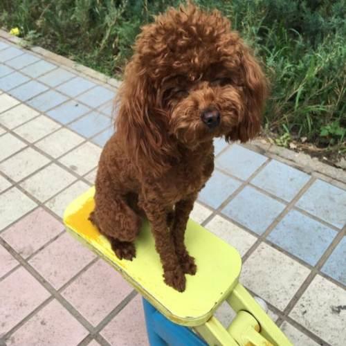 四个月泰迪三斤正常吗