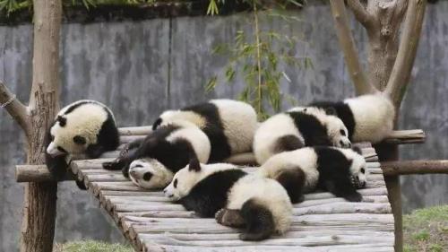 熊猫为什么那么难判断性别
