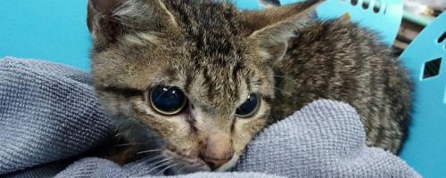 猫为什么发出咕咕咕声