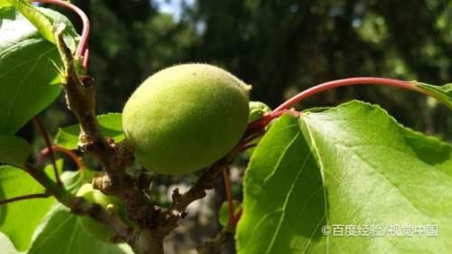 杏核种植前需要冬眠吗