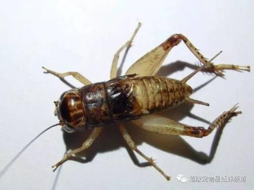 蟋蟀嘴巴结构