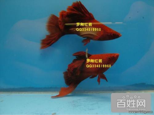红箭鱼怎么分雌雄