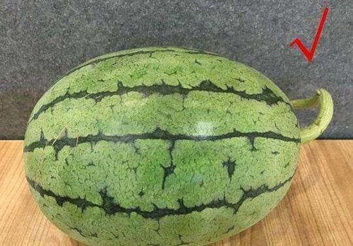 西瓜蒂长的大什么原因