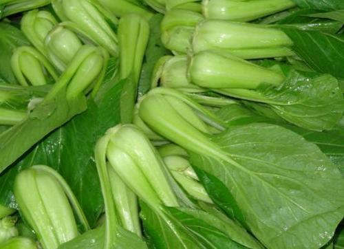 底部像油菜叶面卷曲是什么菜
