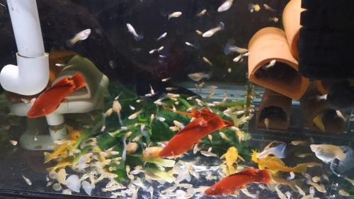 菠菜给胡子鱼喂多少