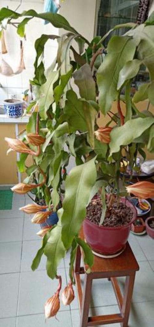 昙花冻了能活吗