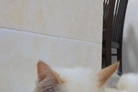 用工猫拉下线合法吗