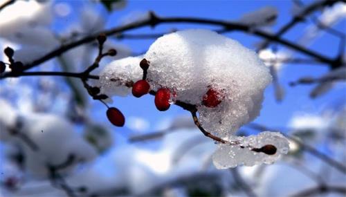 小雪是什么意思小雪有什么含义