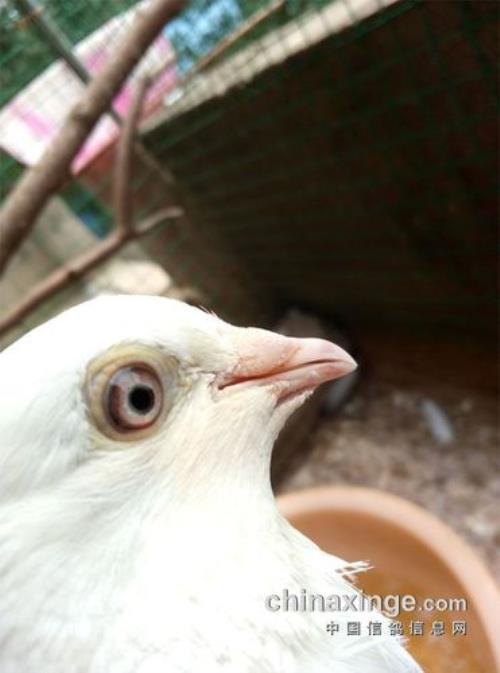 白鸽眼是形容什么动物