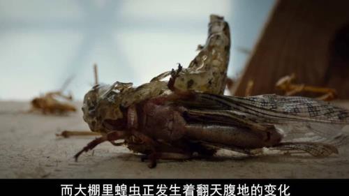 血色蝗虫大结局