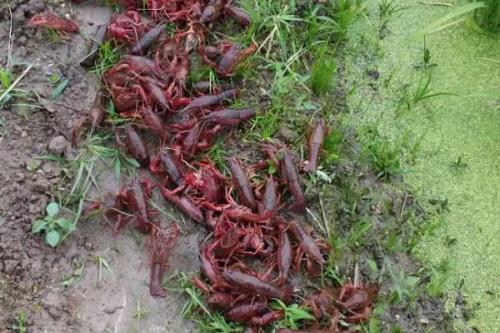 龙虾壳能做饲料吗