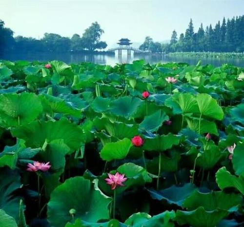 欲大无根心宽无恨是什么意思