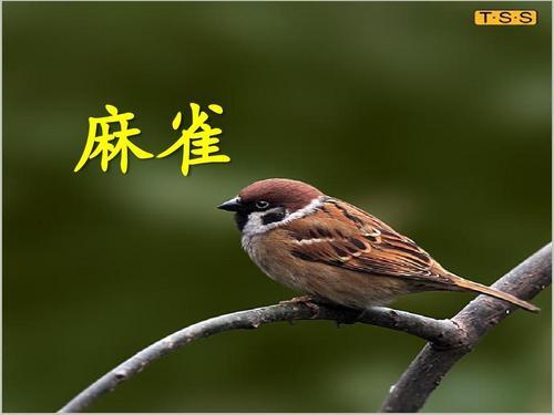 麻雀的下一个课是什么