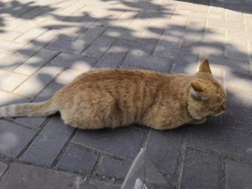 流浪猫蹭人还对人叫是怎么回事