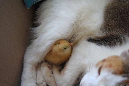 如何找到猫咪刚生下来的幼崽