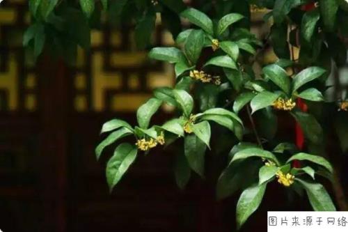 6月份能栽桂花吗