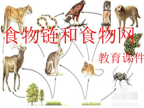 关于食物链的问题