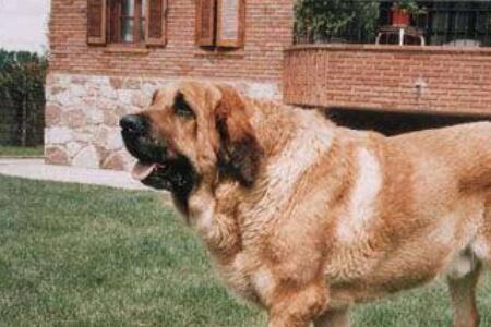 西班牙獒犬和豹子哪个厉害