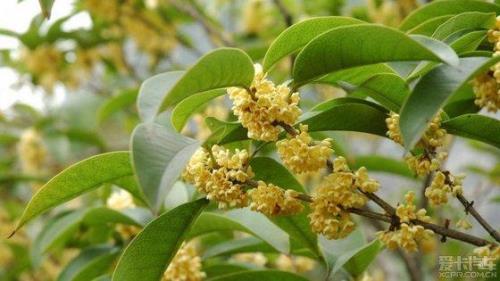 金桂是哪个季节包的