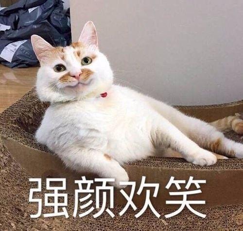 strong的表情包是那只猫