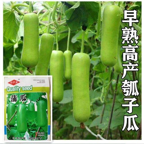 瓢子瓜什么时间种植