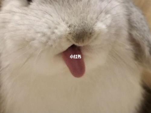 兔子一直舔嘴怎么回事