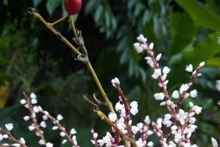 山花烂漫海棠红类似影片