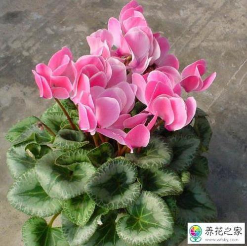 仙客来籽播多久开花