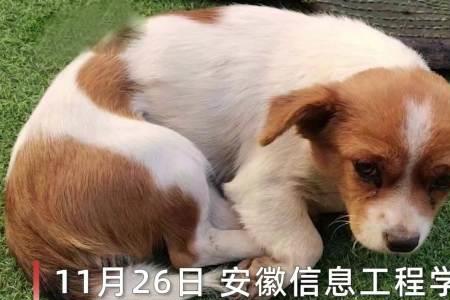 未经狗苦，莫劝狗善是什么意思