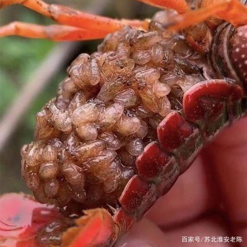 龙虾抱籽要多久出苗