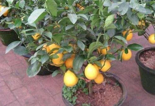 柠檬树11月最晚可以几月份种