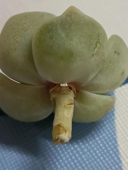 福贵长根为什么不留下来