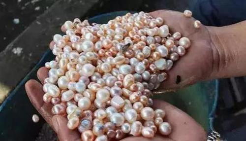 珍珠为什么开不出来