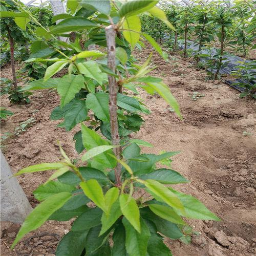 自花授粉樱桃介绍
