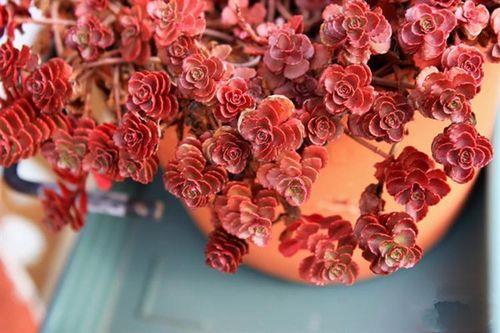 玫瑰花的生命力顽强吗