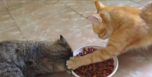 猫摆出攻击的样子该不该躲