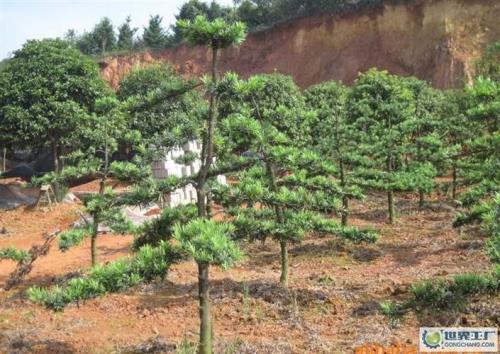 罗汉松离地抬高多少种植