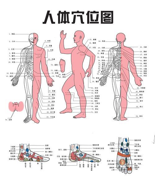 人体图形介绍