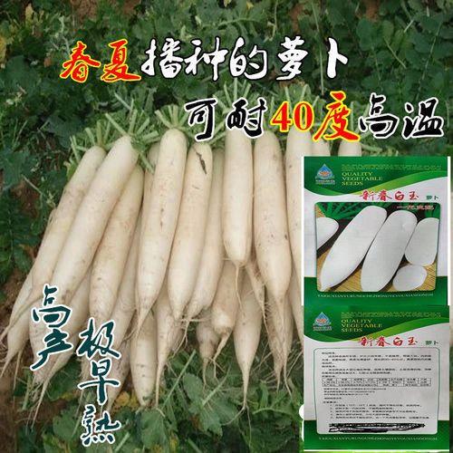 种白萝卜27到36度可以播种吗