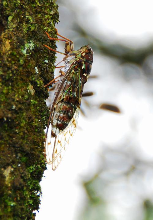 金蝉脱壳的读音是什么