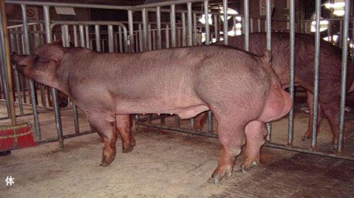 种猪一天能配几只